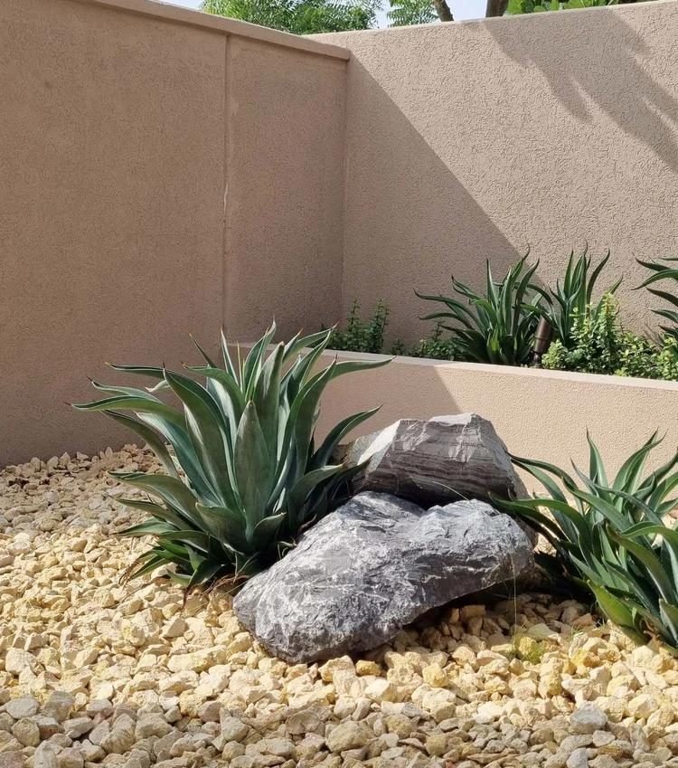 Aloe vera and succulents in a low-water garden bed