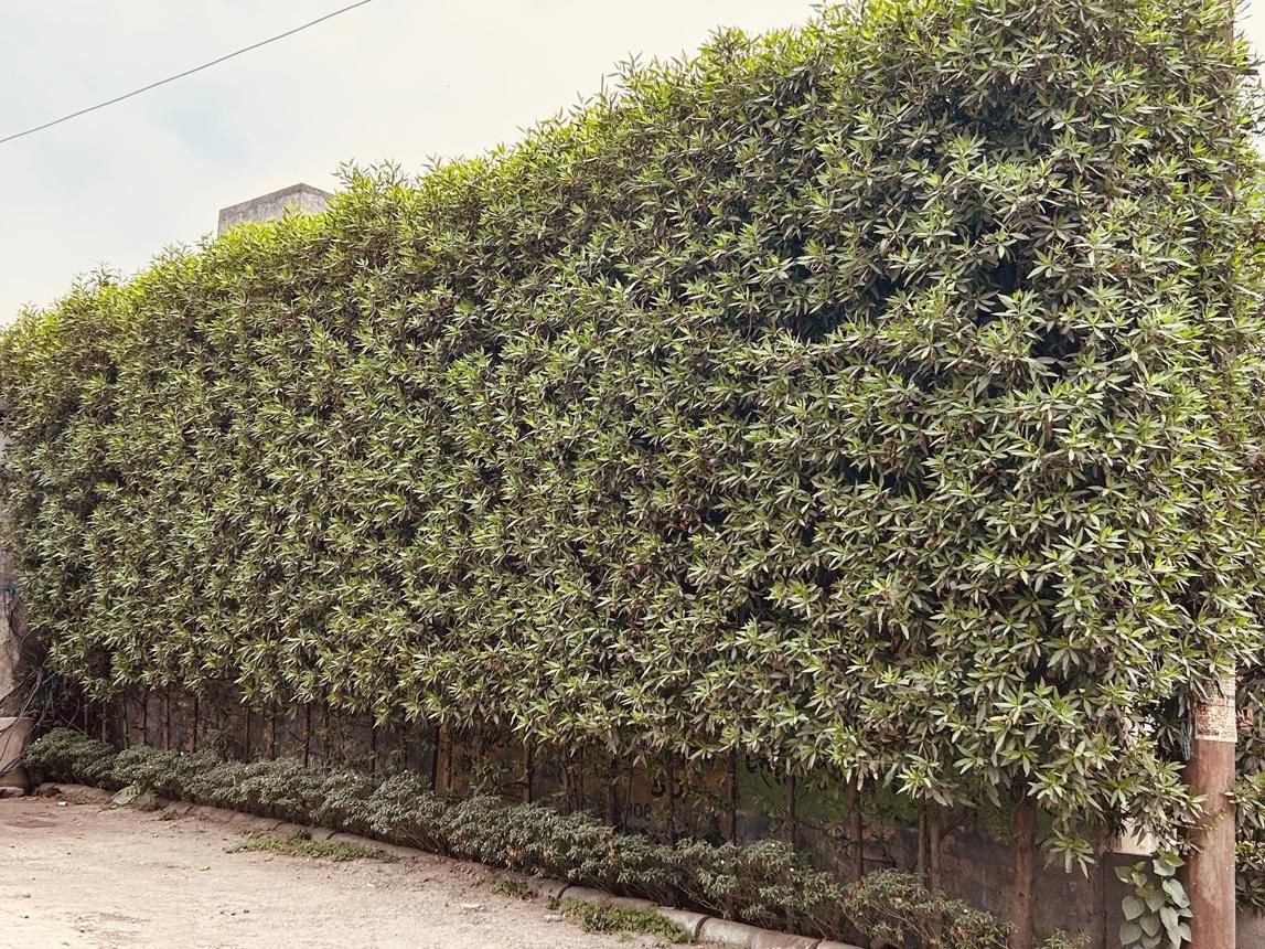 Damas (Conocarpus) tree used for green screening