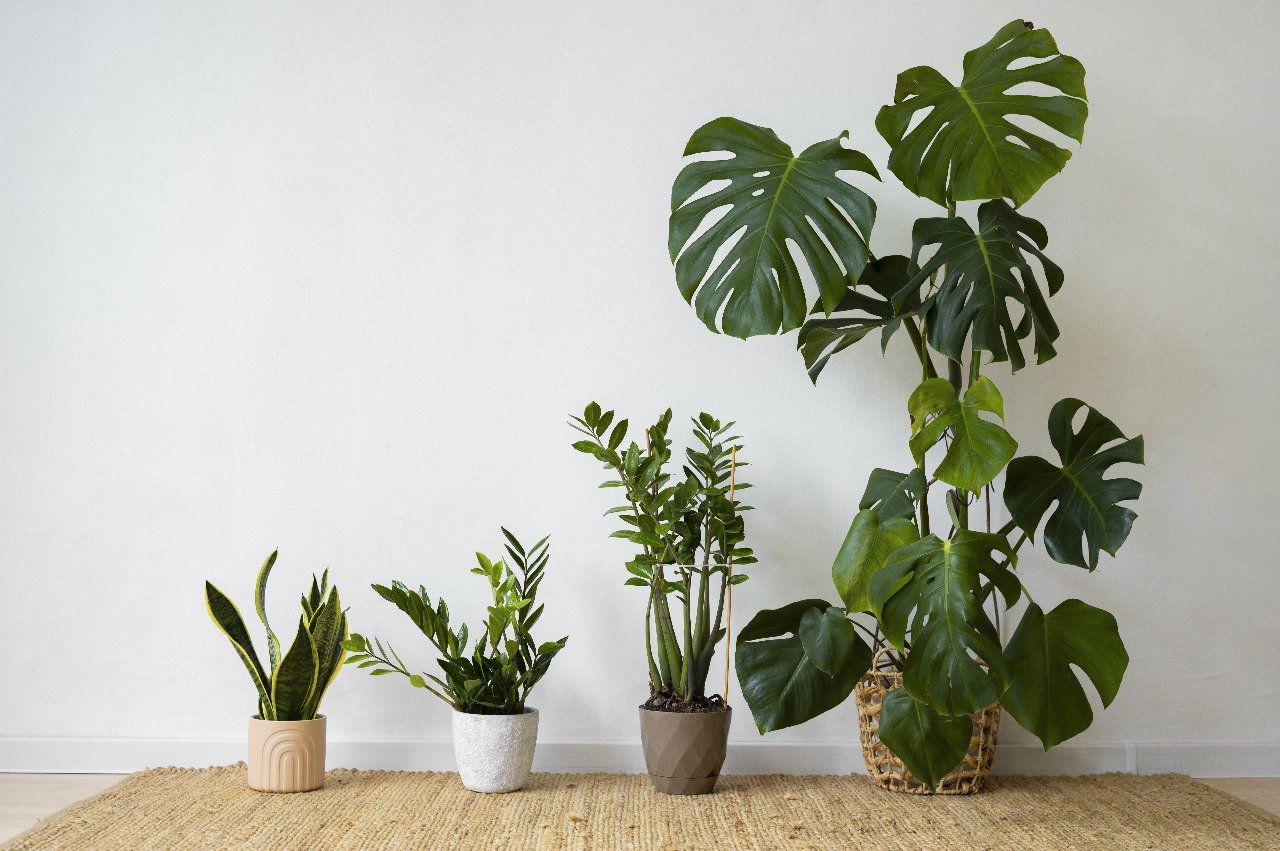 INDOORPLANTS