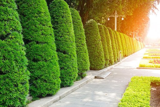 Green Glade